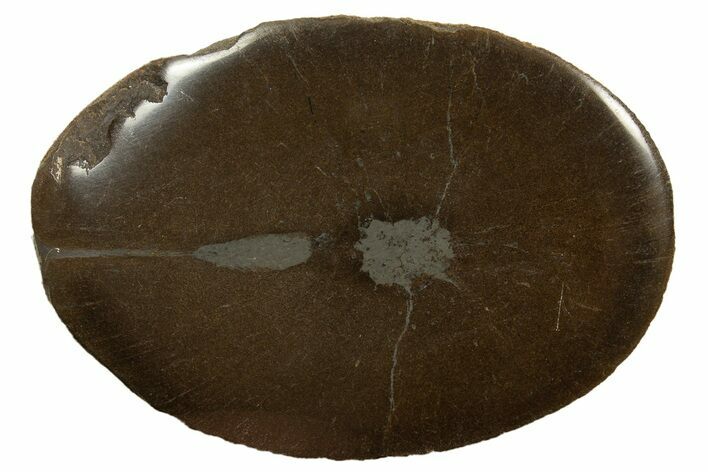 Polished Pliosaur (Stretosaurus) Bone Slab - England #316867